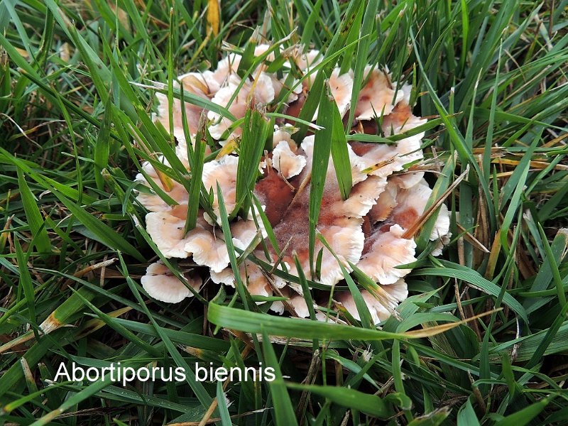 Abortiporus biennis-amf1517-2.jpg - Abortiporus biennis ; Syn1: Heteroporus biennis ; Syn2: Daedalea biennis ; Non français: Polypore bisannuel
